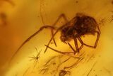 Fossil Ant (Formicidae) and a Spider (Araneae) In Baltic Amber #139082-1